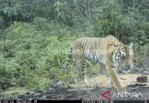 Rare Sumatran Tiger Captured on Camera Trap in Hutan Harapan