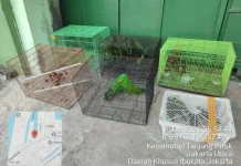 Joint Task Force Rescues 100 Protected Papuan Animals at Tanjung Priok Port (Sudah)