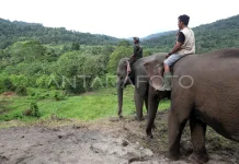 Eco Echo Trail Run 2026 to Help Save the Sumatran Elephant