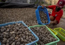 BRIN Transforms Candlenut Shell Waste into Renewable Energy Breakthrough (sudah)