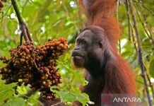 Exploring the Untamed Wilderness of Kutai National Park