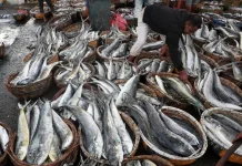Indonesia Regains EU Market Access for Aquaculture Exports