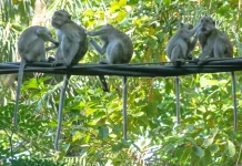 Bali Residents Hand Over Long-tailed Macaques Following Ownership Ban