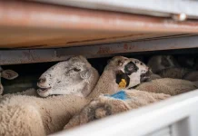 Animal Friends Jogja Joins Global Call to End Live Animal Exports