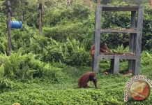 Govt Commits to Support Conservation for Orangutan in Samboja