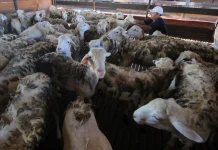 Indonesia Declares Self-Sufficiency in Sheep and Goats