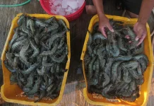 Tiger Shrimp Leads East Kalimantan’s Seafood Push to Global Markets