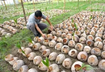 Indonesia to Allocate USD 560 Million for Strategic Plantation Seeds