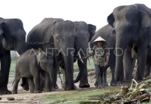 Indonesia Advances Innovative Conservation Funding