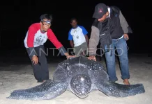 WWF Expands Turtle Conservation in Buru Island