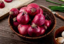 BRIN Develops Adaptive Shallot Technology for Coastal Farming Systems