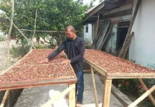 Indonesia's Cocoa Recorded Positive Performance in 2025: Indonesia Eximbank