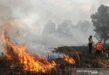 Indonesia Faces Rising Fire Risk as 81,000 Hectares Burned amid El Niño