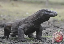 BRIN and NTT BBKSDA Launch Genetic Diversity Study on Komodo Dragons