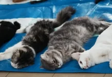 West Jakarta Authorities Sterilize Hundreds of Male Cats to Curb Feline Boom