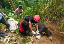 BKSDA Sumbar Rescues Sun Bear Trapped in Wild Boar Snare in Pasaman