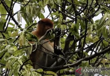 Proboscis Monkey Population in Mount Kentawan Karst Area Surges to 102
