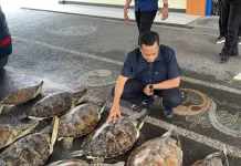 Bali Police Intercept Smuggling Attempt, Rescue 21 Live Green Sea Turtles