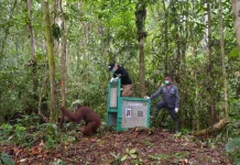 Five Rehabilitated Bornean Orangutans Returned to the Wild from Nyaru Menteng