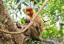 Rare Twin Proboscis Monkeys Spark Global Praise for Curiak Conservation