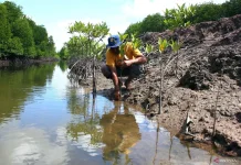 BRIN Highlights Silvo-Aquaculture as Key to Coastal Food Resilience