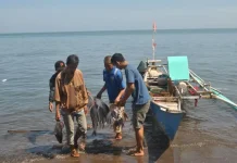 Indonesia Pushes Climate Mobility Agenda in Talks with Pacific Island Leaders