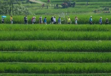 Bali’s Subak Showcased as Global Model for Low‑Emission Farming