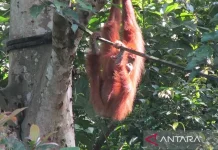 Critically Endangered Sumatran Orangutan Rescued in Aceh Plantation