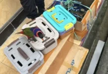 Joint Task Force Intercepts 15 Smuggled Papuan Exotic Birds at Ambon Harbor