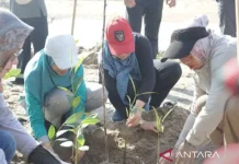 Central Bangka Uses Mangrove as Ecological Buffers