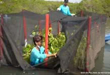Bali Eyes Carbon Markets as a Sustainable Income Source