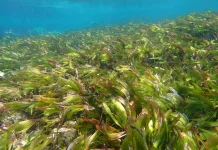 Cross-Institutional Conservation Research Set to Strengthen Blue Economy in NTT