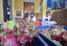 Banyuwangi Farmers Turn Rejected Dragon Fruit Into Higher‑value Products
