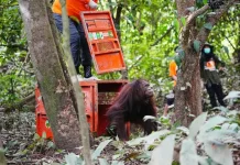 Three Rehabilitated Orangutans Released in East Kutai