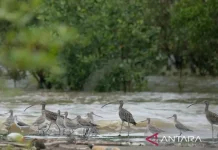 Jambi Coast Emerges as Key Migratory Bird Sanctuary