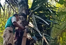 BRIN Sees Sugar Palm Sap as Key to Indonesia’s Bioethanol Future