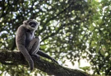 Indonesia Foils Attempted Wildlife Smuggling to Oman at Soekarno-Hatta Airport