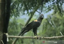 Two Female Eagles Released to Revive Garut’s Forest Ecosystem