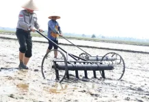 Indonesia’s Modern Agriculture System Promises Triple Rice Yields