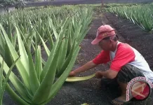 Govt Pushes Aloe Vera to Revive Glory in West Kalimantan