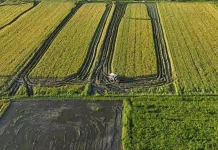 Agriculture Ministry Expands 2,000-Hectare Rice Project in Papua Highlands