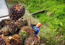 Govt to Roll Out B50 Biodiesel for Energy Independence