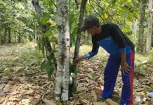Social Forestry Boosts Local Economies and Conservation
