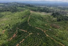 Illegal Oil Palm Plantations Persist in Seblat Elephant Sanctuary