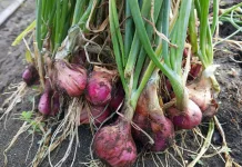 BRIN Silica Fertilizer Boosts Shallot Yields by Up to 70 percent