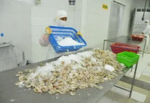 Indonesia Restores Shrimp Market Access After Safety Controls