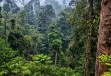 Indonesia and FSC Partner for Sustainable Forest Governance
