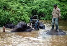 Tesso Nilo Mourns Death of Conservation Elephant Indro