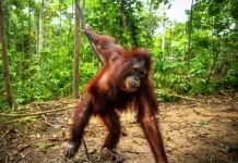 Three Released Orangutans Thrive in East Kalimantan Forest