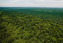 Indonesia Seeks Stronger Global Role in Tropical Peatland Protection